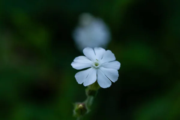Çiçek Açan Bir Bitkinin Makro Fotoğrafı — Stok fotoğraf