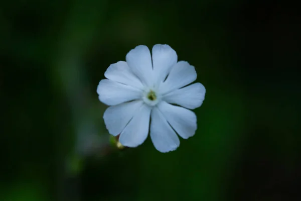 Çiçek Açan Bir Bitkinin Makro Fotoğrafı — Stok fotoğraf