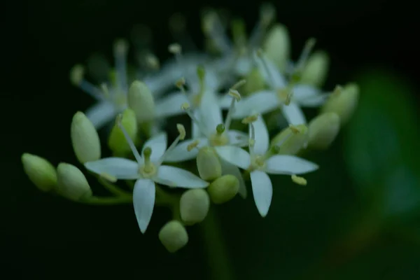 植物に咲く花のマクロ写真 — ストック写真