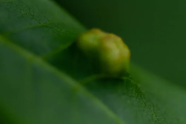 Macro Photo Une Fleur Sur Une Fleur Avec Fond Flou — Photo