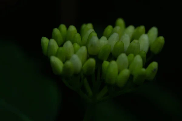 Macro Foto Una Flor Sobre Una Flor Con Fondo Borroso —  Fotos de Stock