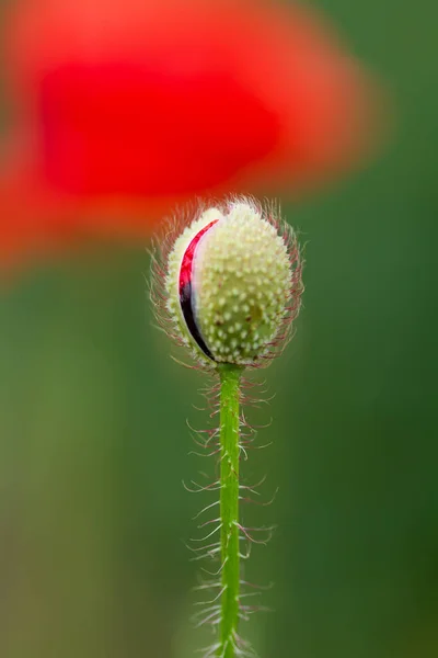 Bulanık Arkaplanı Olan Bir Çiçeğin Makro Fotoğrafı — Stok fotoğraf