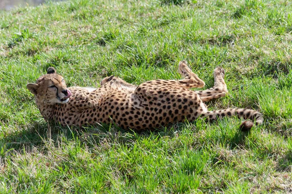 Wild Cheetah Grass — Stock Photo, Image