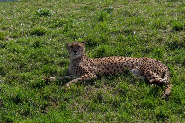 Wild Cheetah Green Grass Park Spring 2020 — Stock Photo, Image