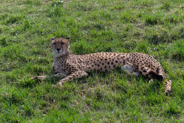 Guépard Sauvage Dans Herbe Verte Parc Printemps 2020 — Photo