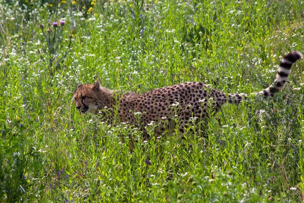 Divoký Gepard Zelené Trávě Parku Jaře 2020 — Stock fotografie