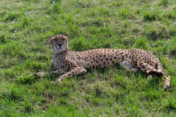 Dziki Gepard Zielonej Trawie Parku Wiosną 2020 — Zdjęcie stockowe