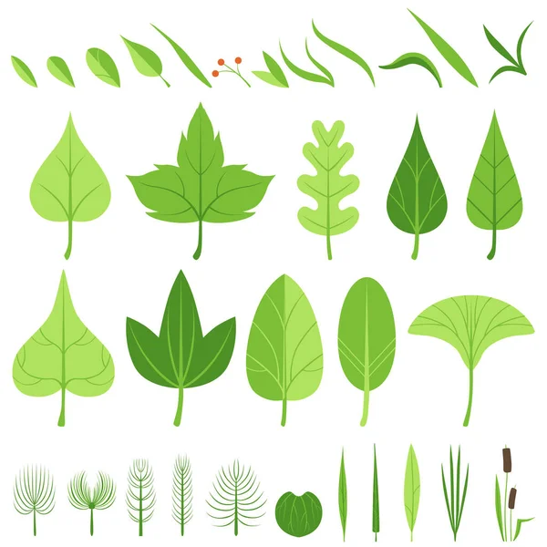 Un ensemble de feuilles diverses, lames d'herbe, bâtons de marche, buissons, roseaux et baies. . Illustration vectorielle — Image vectorielle