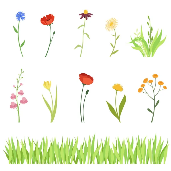 Ensemble d'herbes et de fleurs de prairie et de jardin et un fond horizontal d'herbe . — Image vectorielle