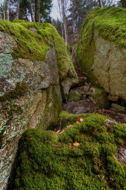 Gertelbach şelalesinde sonbaharda yosunlu taşlar ve portakal yapraklarıyla Kara Orman 'da.