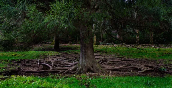 Waterval Van Gertelbach Het Zwarte Woud Met Mossige Stenen Sinaasappelbladeren — Stockfoto