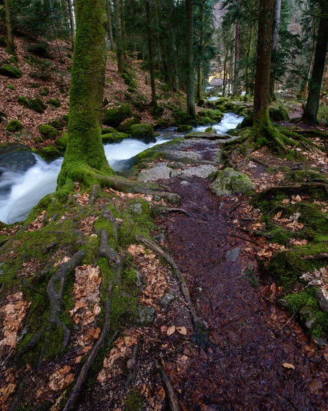 Cascada Gertelbach Selva Negra Con Piedras Musgosas Hojas Naranjas Otoño — Foto de Stock