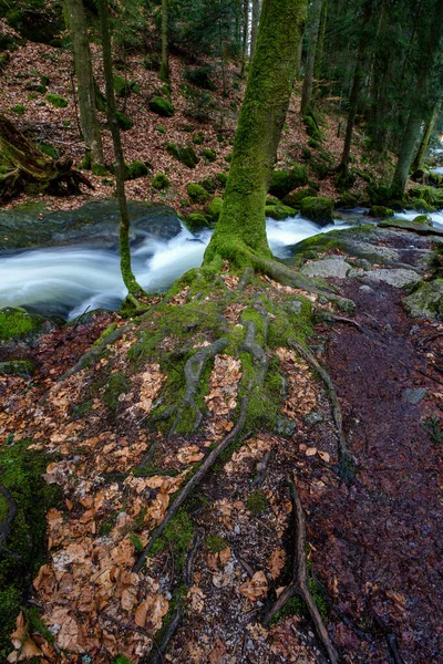 Waterval Van Gertelbach Het Zwarte Woud Met Mossige Stenen Sinaasappelbladeren — Stockfoto