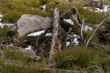 Kara Orman Hornisgrinde 'nin kışın en yüksek noktasının manzarası kar ve mavi gökyüzü bulutlu, Baden-Wuerttemberg, Almanya, Avrupa