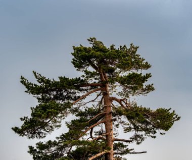 Kara Orman Hornisgrinde 'nin kışın en yüksek noktasının manzarası kar ve mavi gökyüzü bulutlu, Baden-Wuerttemberg, Almanya, Avrupa
