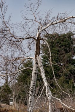 Kara Orman Hornisgrinde 'nin kışın en yüksek noktasının manzarası kar ve mavi gökyüzü bulutlu, Baden-Wuerttemberg, Almanya, Avrupa