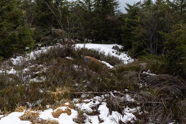 Paisagem Ponto Mais Alto Floresta Negra Hornisgrinde Inverno Com Neve — Fotografia de Stock