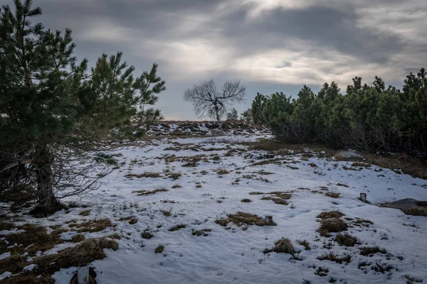 Landskap Den Högsta Punkten Schwarzwald Hornisgrinde Vintern Med Snö Och — Stockfoto