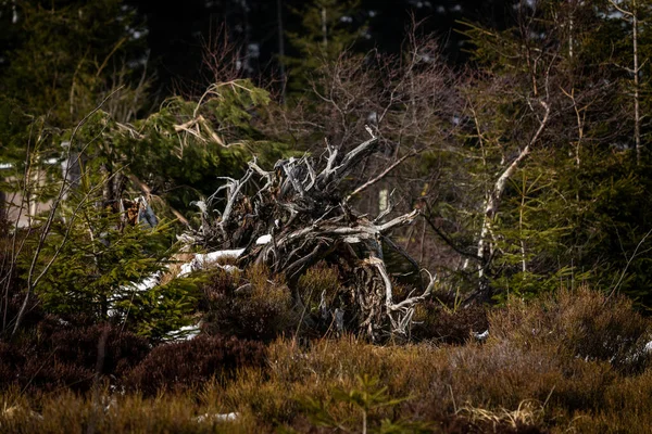 Paisagem Ponto Mais Alto Floresta Negra Hornisgrinde Inverno Com Neve — Fotografia de Stock