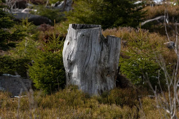 Paisagem Ponto Mais Alto Floresta Negra Hornisgrinde Inverno Com Neve — Fotografia de Stock