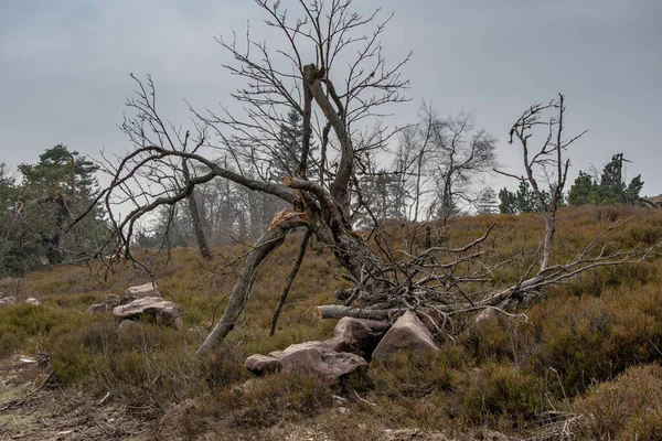 Paisagem Ponto Mais Alto Floresta Negra Hornisgrinde Inverno Com Neve — Fotografia de Stock