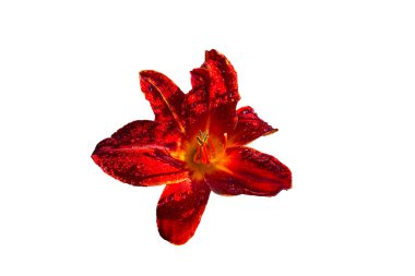 Çiçek zambağı beyaz arkaplanda izole edildi