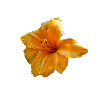 Çiçek zambağı beyaz arkaplanda izole edildi