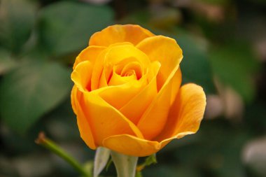 Yakın plan yeşil yapraklı ve bulanık arkaplanlı güzel taze güller.