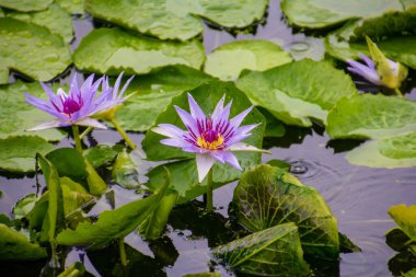 Parlak mor nilüferler durgun bir gölette düzleşir