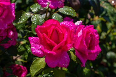 Yakın plan yeşil yapraklı ve bulanık arkaplanlı güzel taze güller.