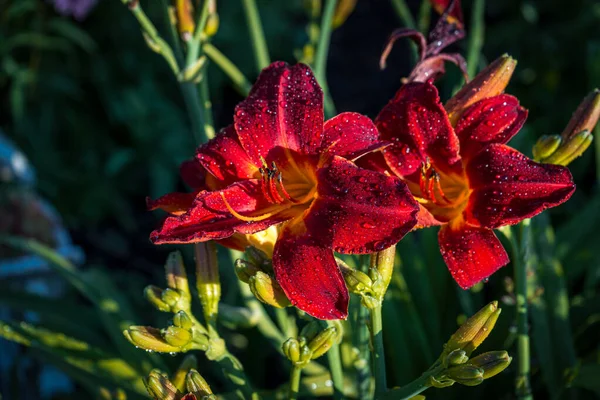 Güzel zambak çiçekleri ya da zambak çiçekleri.