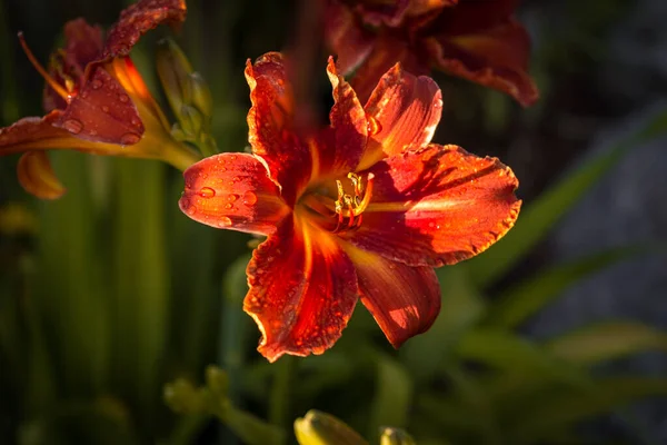 Macro Shot Beautiful Lily Flowers Lilly Blossoms — Stock Photo, Image