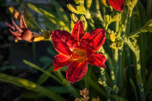 Güzel zambak çiçekleri ya da zambak çiçekleri.