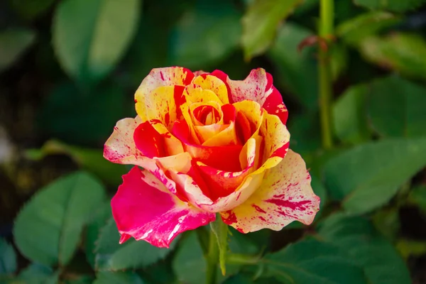 Nahaufnahme Schöne Frische Rosen Mit Grünen Blättern Und Verschwommenem Hintergrund — Stockfoto