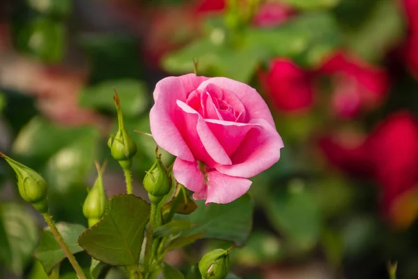 Primeros Planos Hermosas Rosas Frescas Con Hojas Verdes Fondo Borroso — Foto de Stock