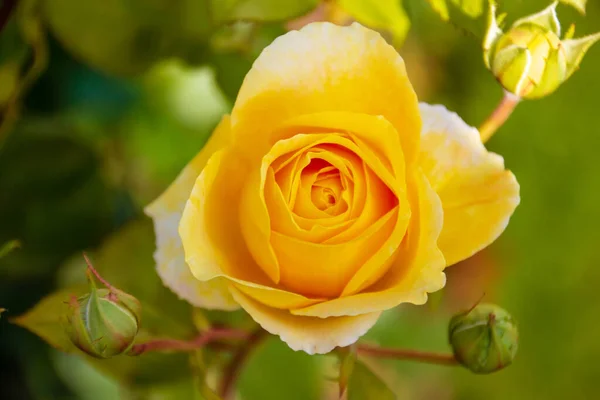 Zbliżenie Piękne Świeże Róże Zielonymi Liśćmi Niewyraźne Tło — Zdjęcie stockowe