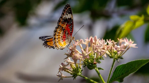 Bir Çiçeği Üzerinde Renkli Kelebek — Stok fotoğraf