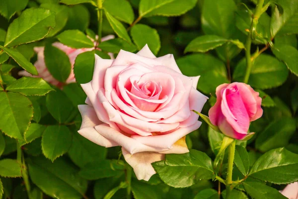 Primeros Planos Hermosas Rosas Frescas Con Hojas Verdes Fondo Borroso — Foto de Stock