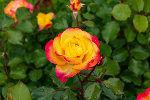 Nahaufnahme Schöne Frische Rosen Mit Grünen Blättern Und Verschwommenem Hintergrund — Stockfoto