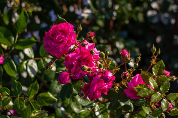 Primeros Planos Hermosas Rosas Frescas Con Hojas Verdes Fondo Borroso — Foto de Stock