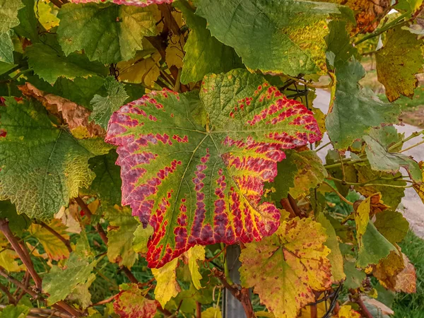 Weinpflanzen Herbst Mit Bunten Blättern Zur Goldenen Stunde — Stockfoto