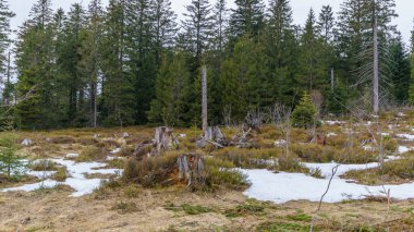 Kara Orman 'daki Lothar yolu kışın karlı mavi gökyüzü bulutlu, 1999' da kasırga herşeyi yok etti, Almanya, Avrupa
