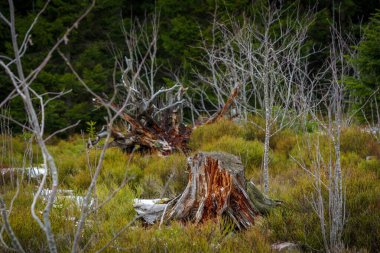 Kara Orman 'daki Lothar yolu kışın karlı mavi gökyüzü bulutlu, 1999' da kasırga herşeyi yok etti, Almanya, Avrupa