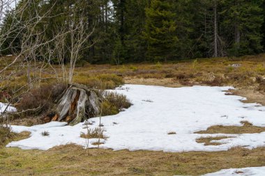 Kara Orman 'daki Lothar yolu kışın karlı mavi gökyüzü bulutlu, 1999' da kasırga herşeyi yok etti, Almanya, Avrupa