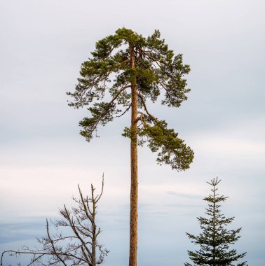 Kara Orman 'daki Lothar yolu kışın karlı mavi gökyüzü bulutlu, 1999' da kasırga herşeyi yok etti, Almanya, Avrupa