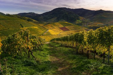 Almanya 'nın Durbach kentindeki üzüm bağları gün batımında, Kara Orman Dağları' nda altın saatinde