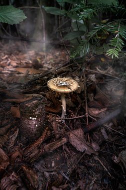 Kasvetli bir orman ortamında mantar.