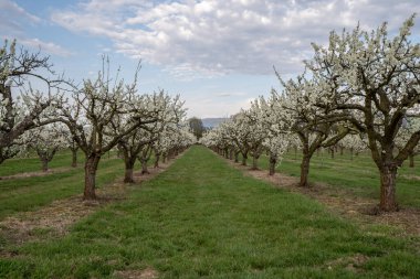 Arka plan için ilkbaharda kiraz çiçeği