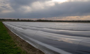 Kuşkonmaz bitkileri yaz boyunca güzel eğreltiotu yapraklarıyla uzar..