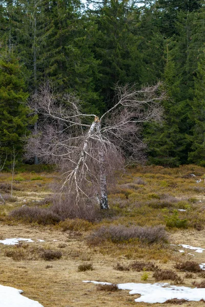 Krajina Lothar Stezka Černém Lese Zimě Sněhem Modrá Obloha Mraky — Stock fotografie